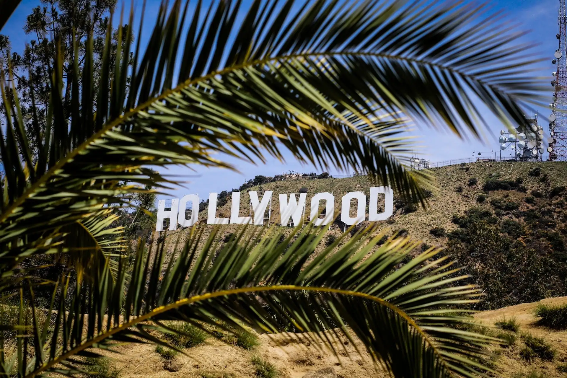 Das Hollywood Zeichen hinter Palmenblätter