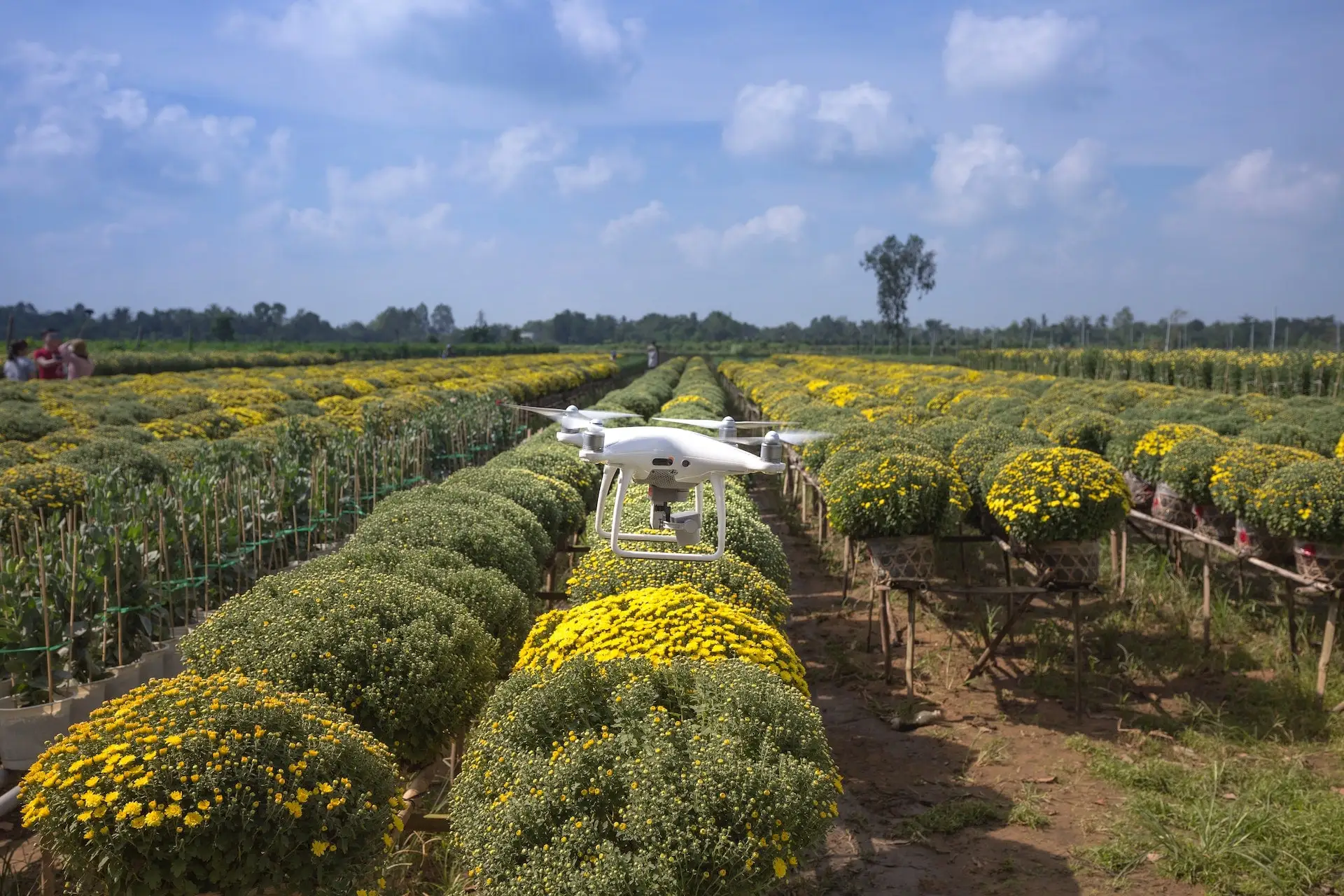 Drohne kontrolliert Feld mit Blumen